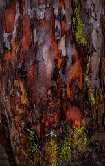 Taxus brevifolia 22-6409